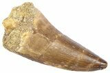 Fossil Prognathodontid Mosasaur Tooth - Morocco #364137-1